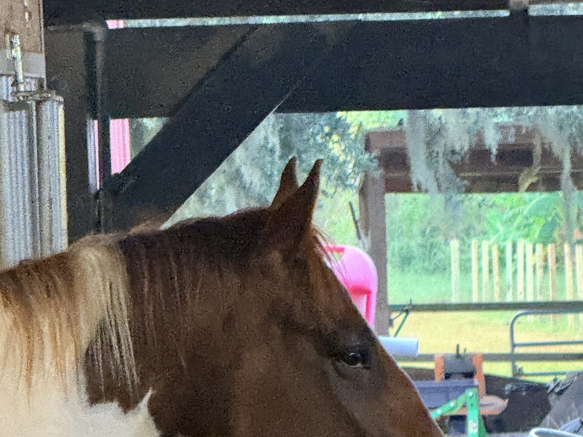 Paint horse at an Eco Equine horse property